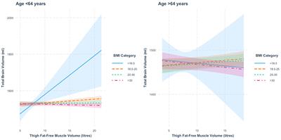 Interactions between muscle volume and body mass index on brain structure in the UK Biobank